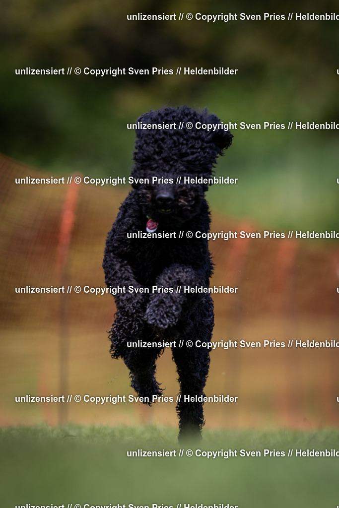 Sven Pries | 2024-04-21 - Hunderennen Baden-Oos
Foto: Sven Pries - Realisiert mit Pictrs.com