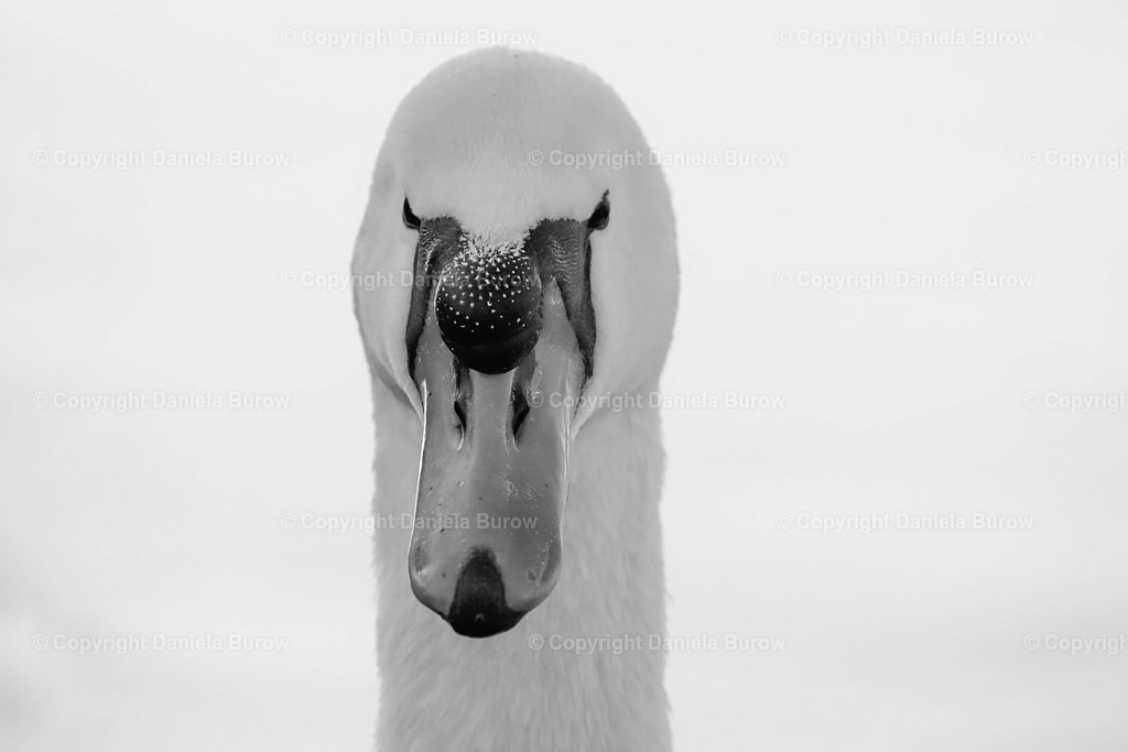 Schwan schwarzweiß | danielaburow - Realisiert mit Pictrs.com