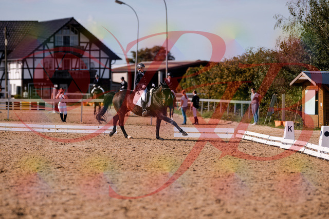 2026_10_03_Siefer-Hof_133844_Z81_97101851 | Professionelle Reitsport-, Turnier- und Eventfotografie von Robert Broda. Galerien mit ausgewählten und bearbeiteten Bildern direkt online ansehen und bestellen.