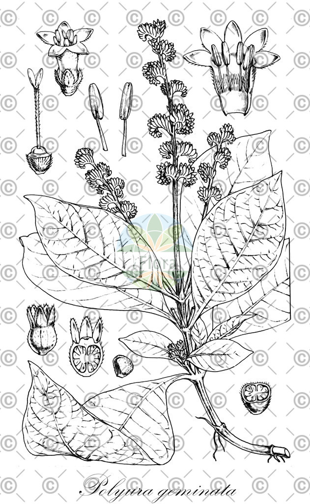 HistAbb_wfo-0001277564_1_ENZY_Simple | Historische Abbildung von Polyura geminata - Rubiaceae | Historical Illustration of Polyura geminata - Rubiaceae