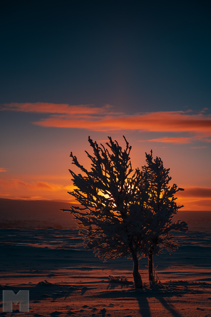 Buschsilhoulette | Landschafts- und Tierfotografie zu allen Jahreszeiten. Und immer die Schönheit des Lichtes im Auge... - Realisiert mit Pictrs.com