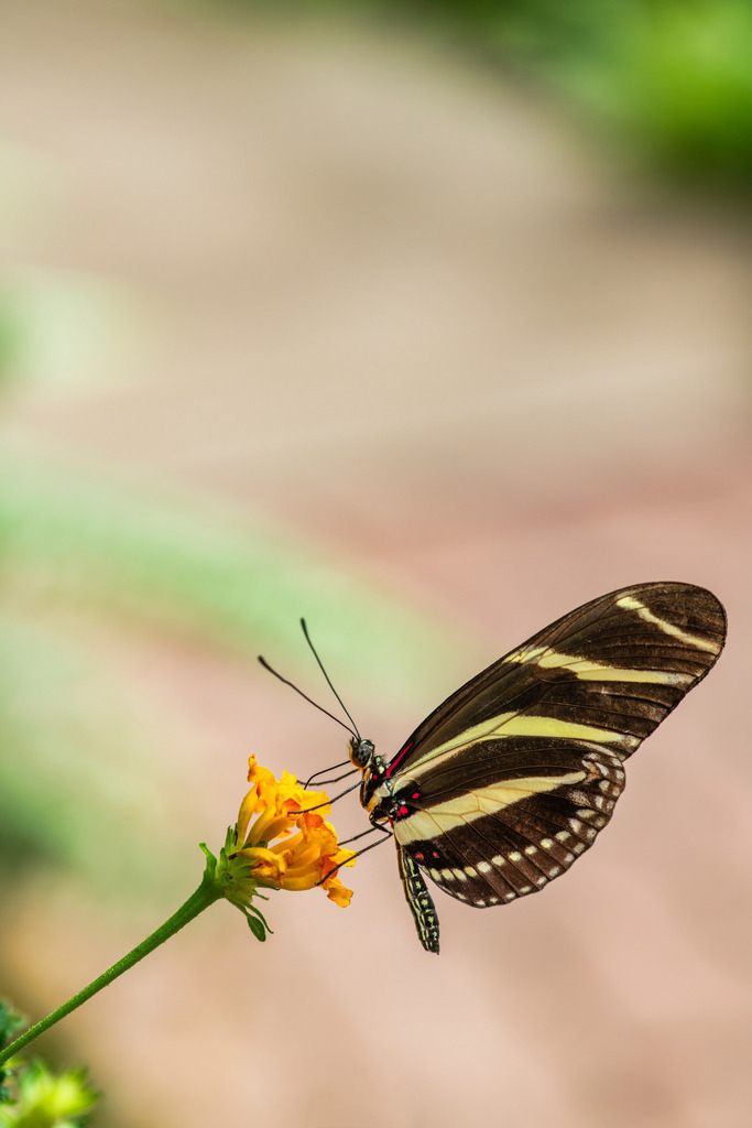 2025_07_09_FEHMARN-LEUCHTTURM+SCHMETTERLINGE_MCP8934 | Hochwertig gedruckte Fotografien für die Wand, als Kalender und zum Verschenken. Hamburg & Norddeutschland und überall wo ich mit der Kamera unterwegs war.