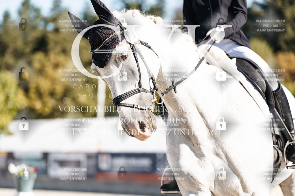 CK907577 | Turnierfotografie Pferdefotografie Trier Rheinland-Pfalz Pferdesport Reitsport Tierfotografie Sportfotografie Pferdevideo Pferdevideografie Equestrianvideography equestrianphotography  - Realisiert mit Pictrs.com