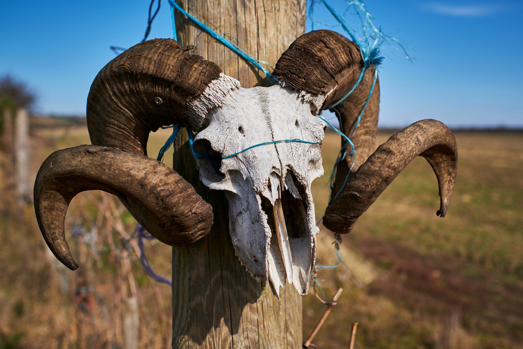 Toter Schafkopf mit Hörner im Weingarten | Pillichsdorf, Austria - February 28, 2021: Toter Schafkopf mit Hörner im Weingarten. - Realisiert mit Pictrs.com