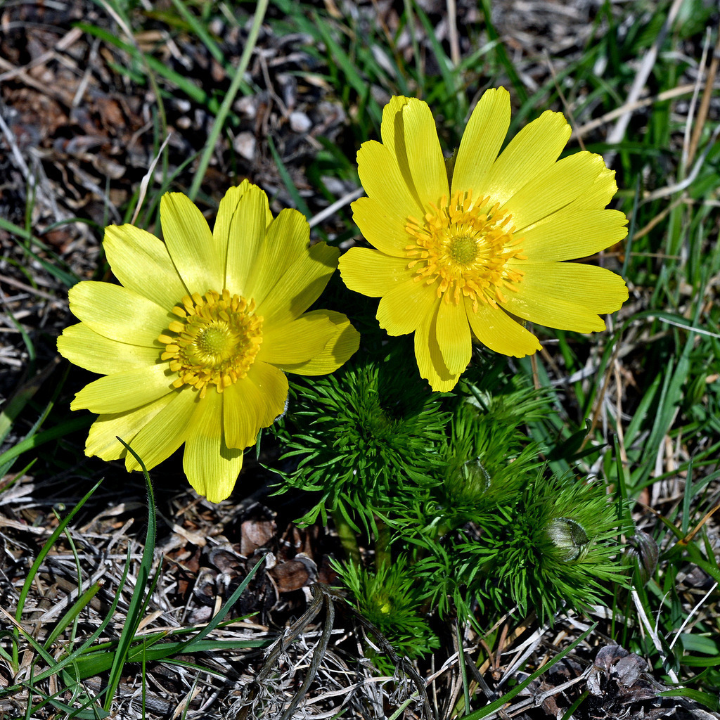 Frühlingsadonisröschen | lucisnaturbilder - Realisiert mit Pictrs.com