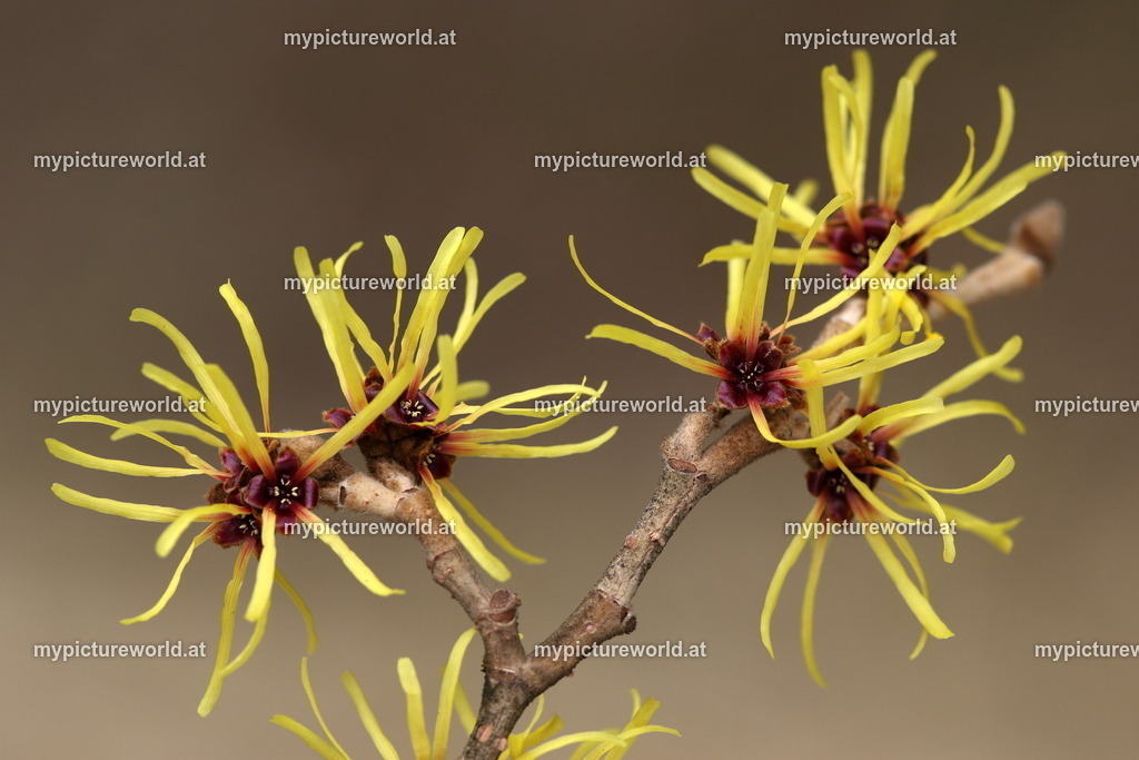 Zaubernuss-003 | Das Bilderarchiv über Tiere, Planzen und Landschaften. In der Bilddatenbank finden Sie ein große Auswahl an hochwertigen Bilder für Ihre Werbung - Realisiert mit Pictrs.com