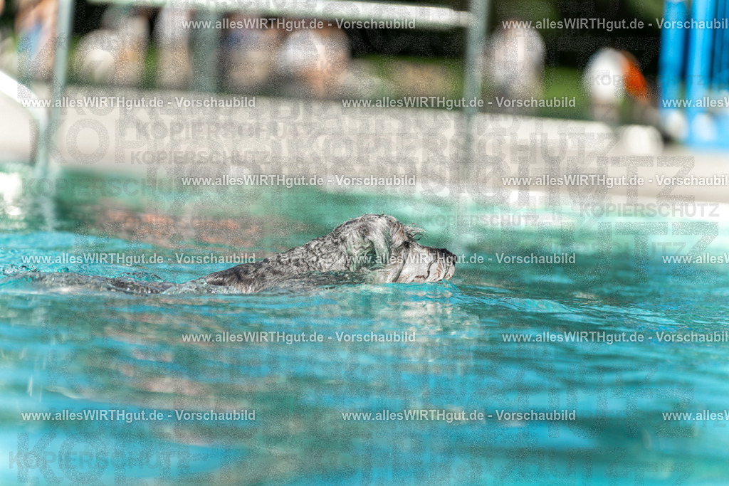Hundeschwimmen_Volksbad_2026-allesWIRTHgut_Tierfotografie-2609061518-7R501416 | Professionelle Tierfotografie in Mönchengladbach von Daniel Wirth (allesWIRTHgut). Liebevolle & natürliche Bilder von Hunden & Katzen für unvergessliche Erinnerungen.