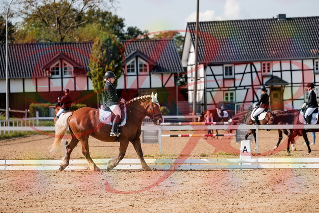 2026_10_03_Siefer-Hof_130250_Z63_64318631 | Professionelle Reitsport-, Turnier- und Eventfotografie von Robert Broda. Galerien mit ausgewählten und bearbeiteten Bildern direkt online ansehen und bestellen.