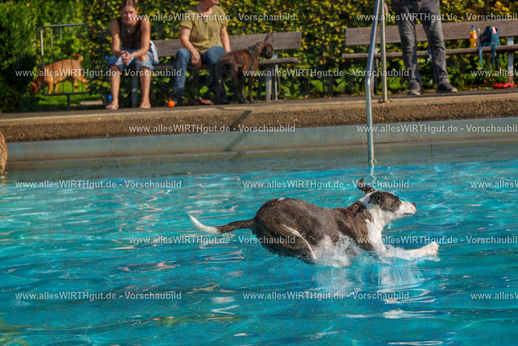 Hundeschwimmen_Grefrath_2026-allesWIRTHgut_Tierfotografie-13_54-FAY00781 | Professionelle Tierfotografie in Mönchengladbach von Daniel Wirth (allesWIRTHgut). Liebevolle & natürliche Bilder von Hunden & Katzen für unvergessliche Erinnerungen.