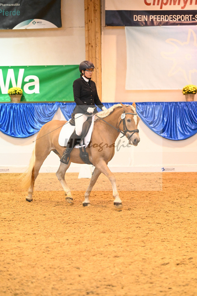 Kat-Nr. 257 Halinka_Haflingerhof Noak_54222295 | hf-fotografie - Realisiert mit Pictrs.com