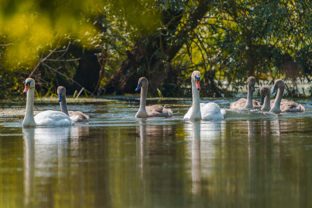 Familienausflug auf dem Wasser | Einzigartige Fotokunst für dein Zuhause: Entdecke hochwertige Wandbilder, edle Prints und emotionale Motive von Wildlife, Natur und Landschaften - Realisiert mit Pictrs.com