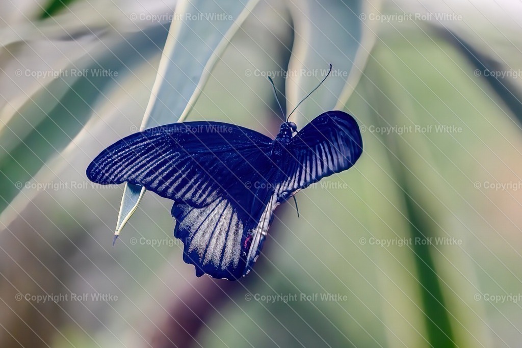 Falter3.1 | Rolf Wittke  - Realisiert mit Pictrs.com