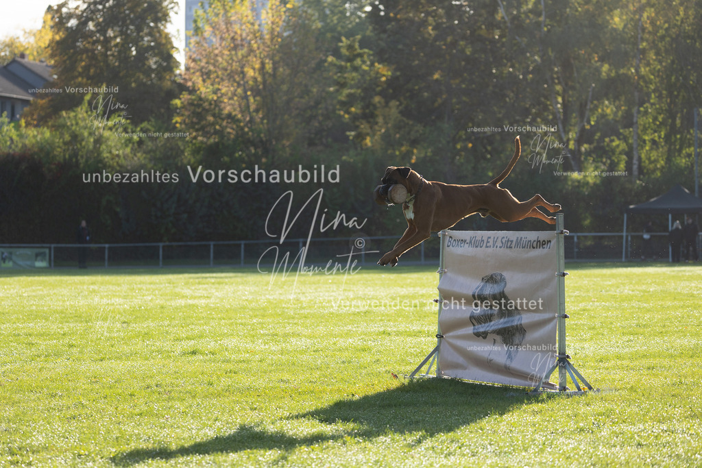 _16A6283 | Einzigartige Fotos von Hunden & Menschen –Actionfotos, Portraits, Vereinsaufnahmen & Paarshootings – authentisch, lebendig & mit Herz.