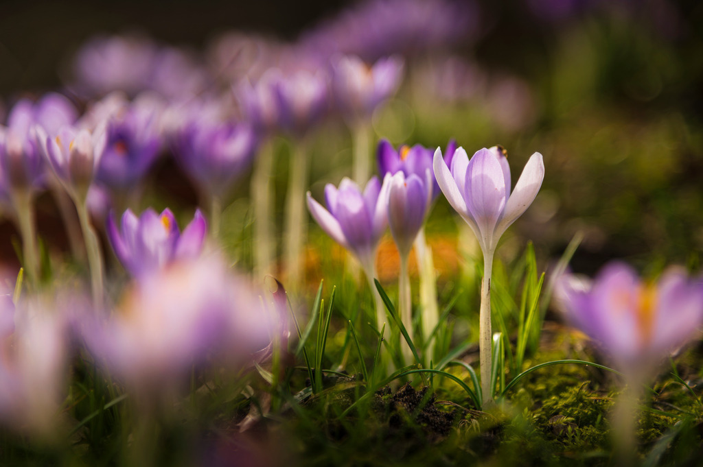 2025_02_23_GLUECKSTADT_MCP5947_II | Hochwertig gedruckte Fotografien für die Wand, als Kalender und zum Verschenken. Hamburg & Norddeutschland und überall wo ich mit der Kamera unterwegs war.