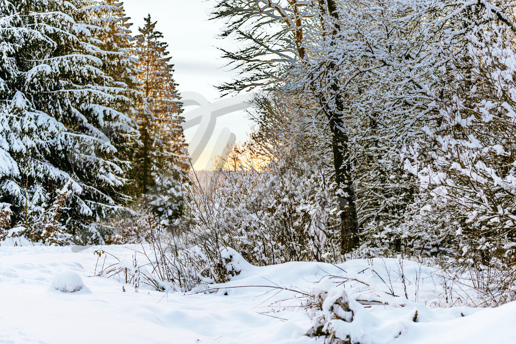 NatureArt-SNOWSOLLING_0891 | Unterholz am Schneeweg | #005 | Modell: Darky | Foto: Carsten Dauer - Realisiert mit Pictrs.com