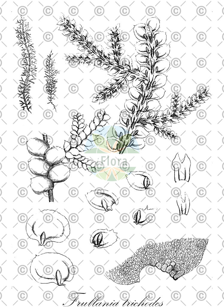 HistAbb_wfo-0000692791_2_ENZY_Simple | Historische Abbildung von Frullania trichodes - Frullaniaceae | Historical Illustration of Frullania trichodes - Frullaniaceae