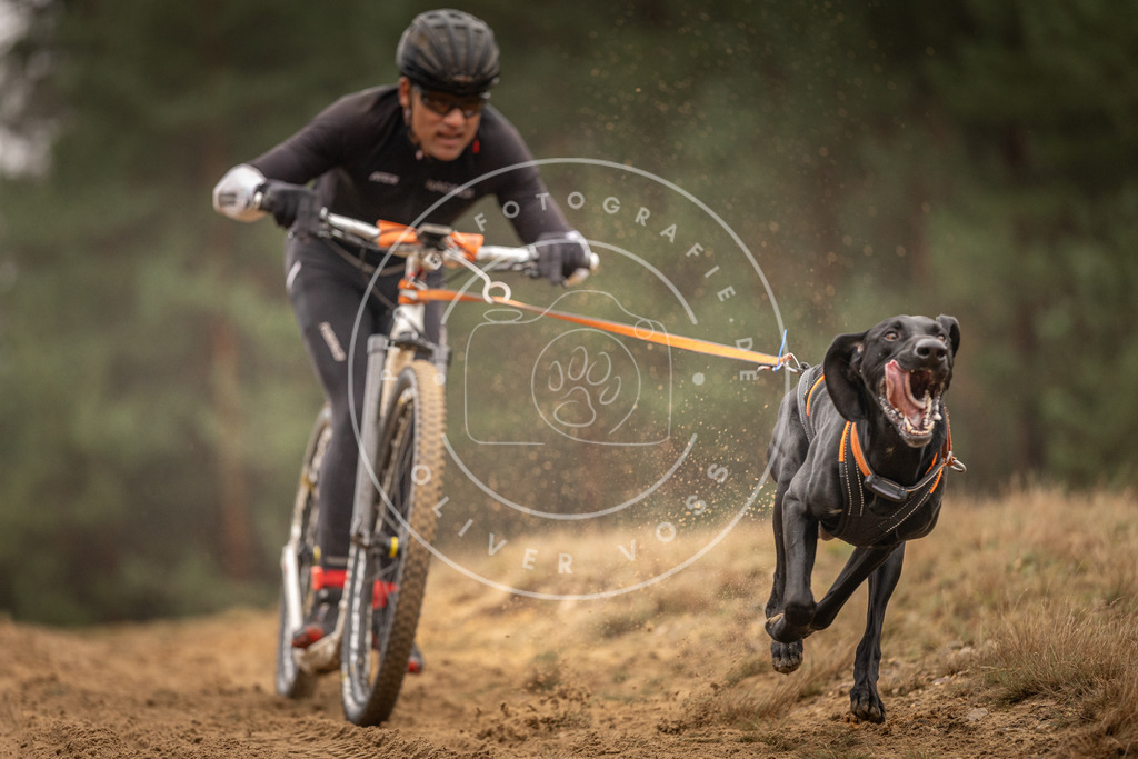 Pfotenfotografie_DV3A4331 | Hundefotografie, Tierfotograf, Pfotenfotografie, Fotoshooting Hund, Hunde Portrait, Hundesport, Hundeportraits, Heideshooting, Hunde, Sportfotograf, Hundefotograf, Turnierhundsport, THS,  - Realisiert mit Pictrs.com