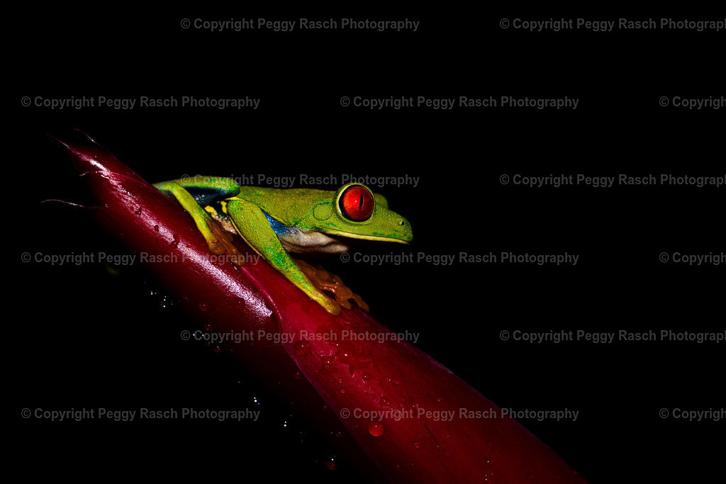 Frösche_Observatory Lodge größer (2 von 11) | PeggyRaschPhotography - Realisiert mit Pictrs.com