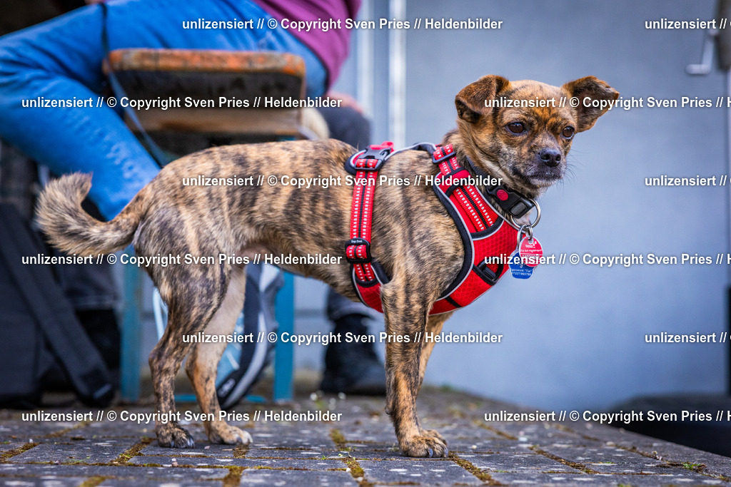 Sven Pries | 2025-04-13 - Hunderennen Baden-Baden - Realisiert mit Pictrs.com