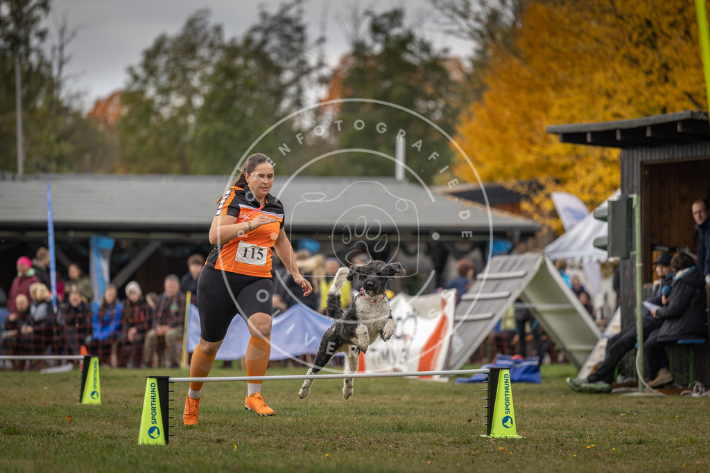 Pfotenfotografie_DV3A6728 | Hundefotografie, Tierfotograf, Pfotenfotografie, Fotoshooting Hund, Hunde Portrait, Hundesport, Hundeportraits, Heideshooting, Hunde, Sportfotograf, Hundefotograf, Turnierhundsport, THS,  - Realisiert mit Pictrs.com
