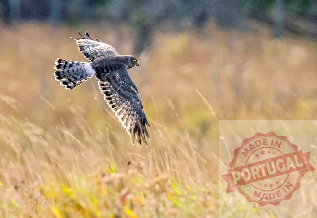 Northern Harrier flying over dry grass hunting prey | Northern Harrier bird of prey flying low over a golden field searching for food - Realisiert mit Pictrs.com
