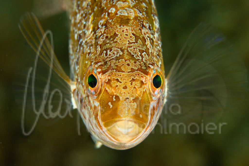 Symphodus cinereus | DE: grauer LippfischEN: Grey wrasseES: Porredana grisFR: Crénilabre cendré - Realisiert mit Pictrs.com