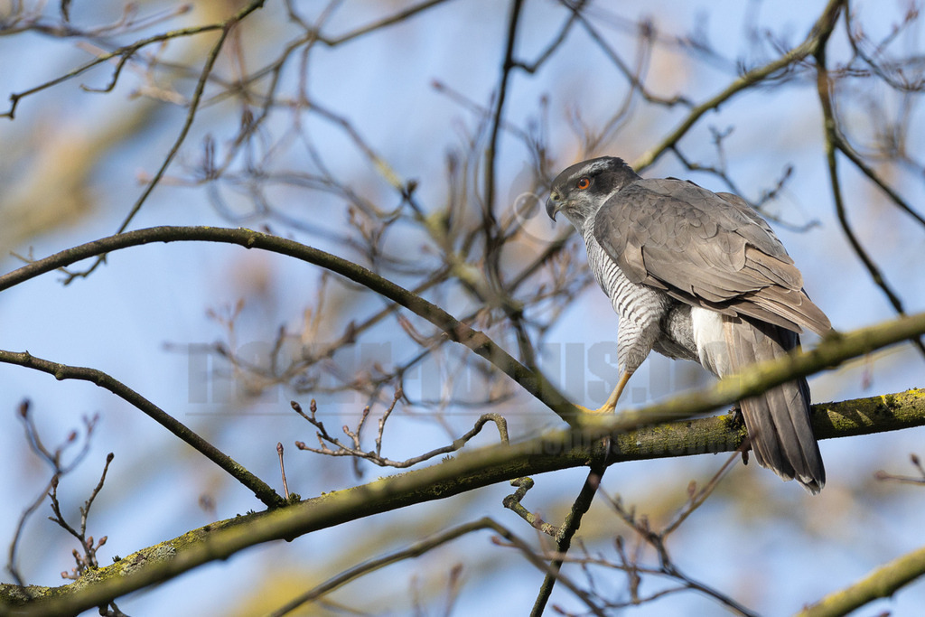 R5M20323_20260308 | Ein erwachsener Habicht (Accipiter gentilis) sitzt auf einem dicken, kahlen Ast, der sich von links nach rechts durch das Bild zieht. Der Vogel blickt nach links und zeigt sein graues Rückengefieder und die fein gebänderten, hellen Unterseiten. Seine markanten orangefarbenen Augen sind deutlich zu erkennen. Im Hintergrund sind weitere kahle Äste und ein heller, blauer Himmel unscharf zu sehen. Es ist keine spezifische Interaktion erkennbar, der Vogel scheint zu ruhen oder Ausschau zu halten. - Realisiert mit Pictrs.com
