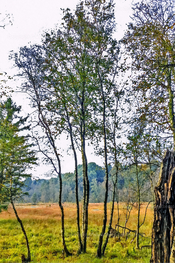 PDM2_3478_Birken_SOMMER_100X150 | DIGITALKUNST. Birken im Moor - Sommerlicht. __ Birken -Gruppe in einer Moorlandschaft. Sommerliche Lichtanmutung. __ Seitenverhältnis = 2 zu 3 - Realisiert mit Pictrs.com