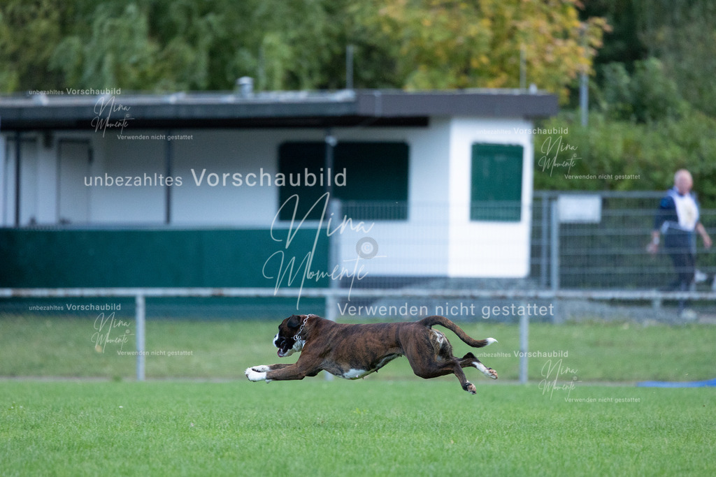 _16A4536 | Einzigartige Fotos von Hunden & Menschen –Actionfotos, Portraits, Vereinsaufnahmen & Paarshootings – authentisch, lebendig & mit Herz.