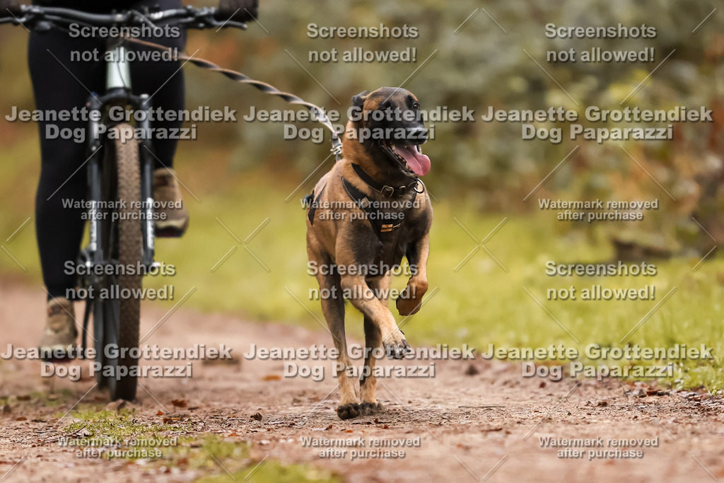 Dog Paparazzi - Speedhunter Mannheim  2025-26 | Dog Paparazzi Jeanette Grottendiek Fotografie & Videografie