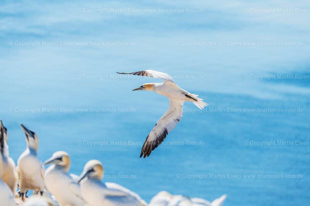 Helgoland Bastölpel_ELS_3372030618a | Helgoland - Aufnahmedatum: 03.08.2018, Aufnahmehöhe:  m, Koordinaten:  - , Bildgröße: 8256 x  5504 Pixel - Copyright 2018 by Martin Elsen, Kontakt: Tel.: +49 157 74581206, E-Mail: info@schoenes-foto.deSchlagwörter:Schleswig-Holstein,Landkreis Pinneberg,Düne,Hochseeinsel,Börteboote,Meer,Küste,Halunder,Oberland,Unterland,Strand,Seehunde,Robben,Lange Anna,Felsen,Roter Felsen,Luftbild,Luftbilder,Bastölpel - Realisiert mit Pictrs.com