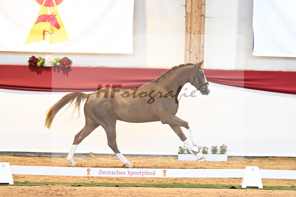 Kat-Nr. 5 Benicio x Florencio I_Lechl_43231621 | hf-fotografie - Realisiert mit Pictrs.com