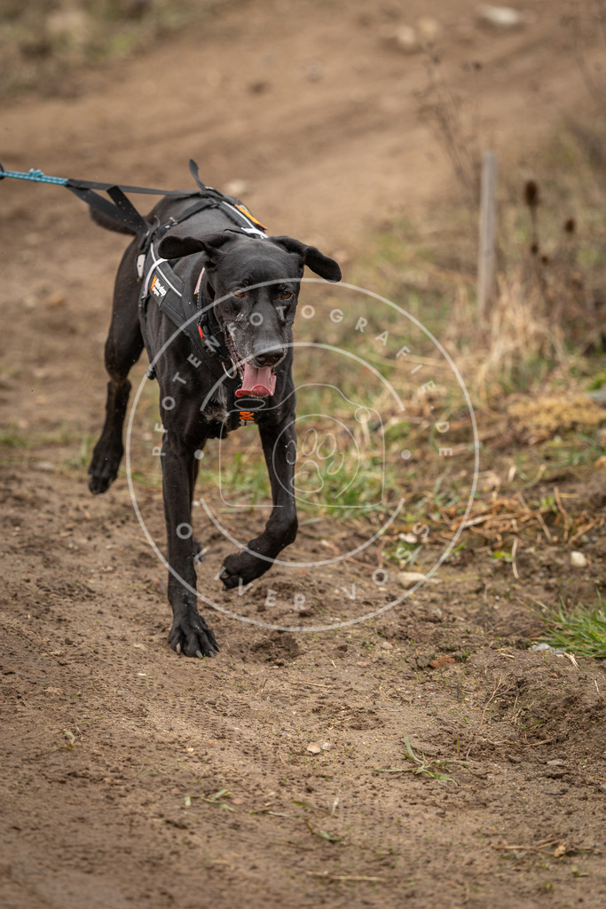 DV3A3093 | Hundefotografie, Tierfotograf, Pfotenfotografie, Fotoshooting Hund, Hunde Portrait, Hundesport, Hundeportraits, Heideshooting, Hunde, Sportfotograf, Hundefotograf, Turnierhundsport, THS,  - Realisiert mit Pictrs.com