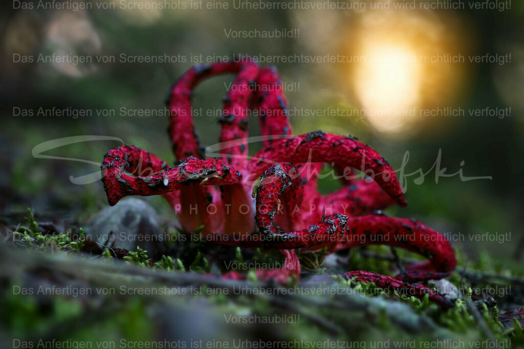 Wandbild Tintenfischpilz | People- und Tierfotografie, Imageaufnahmen, Veranstaltungsfotografie und Wandbilder aus der Natur ★ Made in Germany ✔️ Druck + Downloads ✔️ Naturfotografie in Top Qualität ★ schneller Versand, weltweite Lieferung! - Realisiert mit Pictrs.com