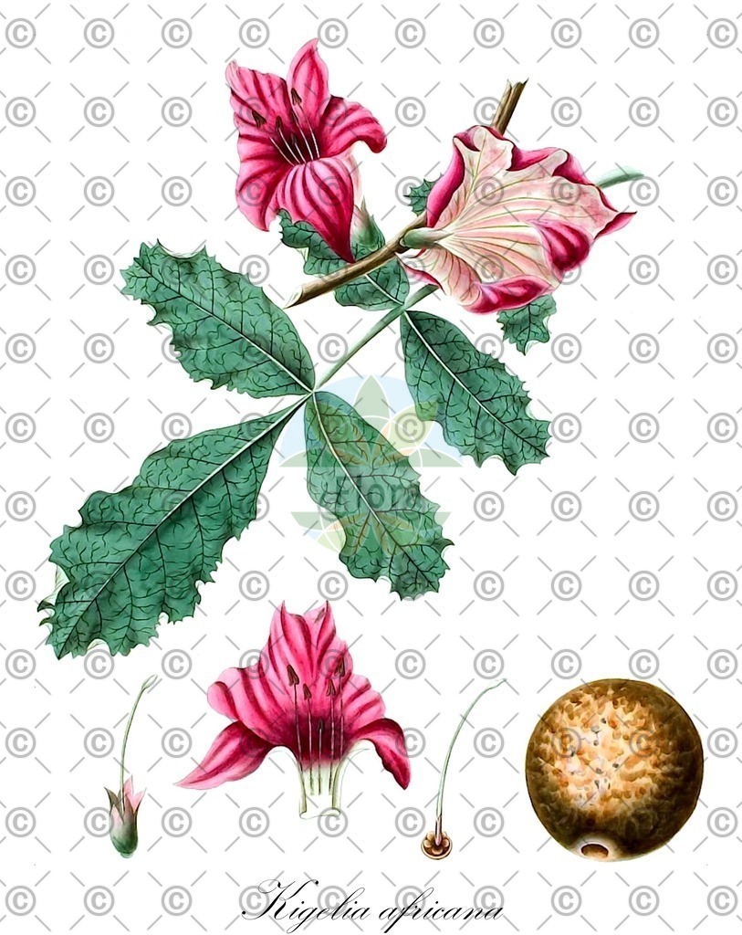 HistAbb_wfo-0000778884_3_ENZY_Simple | Historische Abbildung von Kigelia africana - Bignoniaceae | Historical Illustration of Kigelia africana - Bignoniaceae