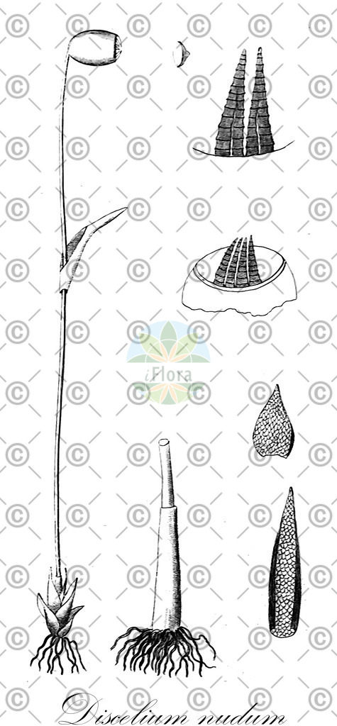 HistAbb_wfo-0000651699_2_ENZY_Simple | Historische Abbildung von Discelium nudum - Disceliaceae | Historical Illustration of Discelium nudum - Disceliaceae