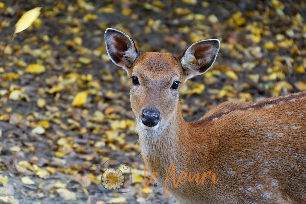 DSC_0289-NEF_DxO_DeepPRIME | Dies ist der Shop von Florian Blum - le fleuri. Langenthal, Bern, SchweizSie können hier meine oder ihre eigenen Fotos als Fotoprodukte kaufen. Tassen, Schlüsselanhänger, Taschen etc. können Sie hier gestalten.  - Realisiert mit Pictrs.com