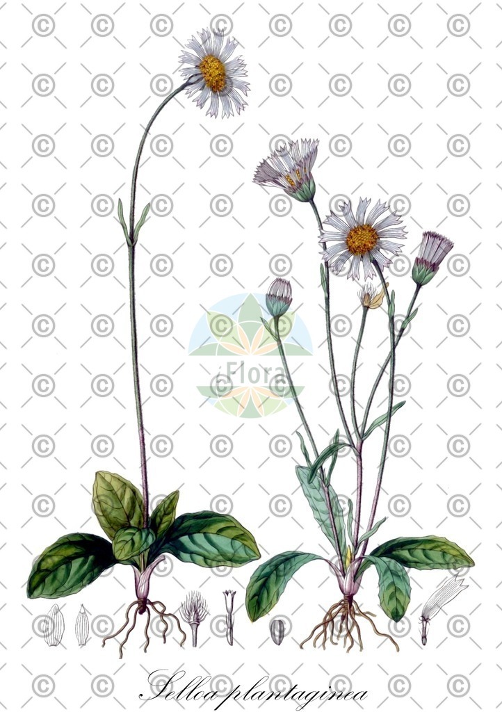 HistAbb_wfo-0001196072_1_ENZY_Simple | Historische Abbildung von Selloa plantaginea - Asteraceae | Historical Illustration of Selloa plantaginea - Asteraceae