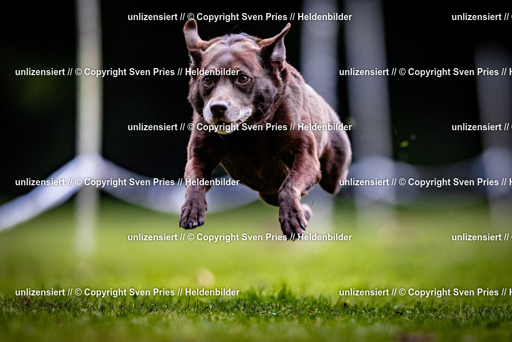 Sven Pries | 2025-10-03 - Hunderennen Obergrombach - Realisiert mit Pictrs.com