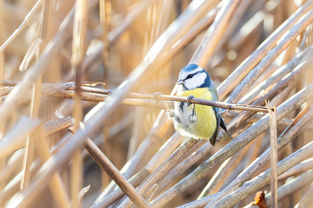 Die Blaumeise | Die Blaumeise ist ein kleiner, aber auffälliger Singvogel aus der Familie der Meisen. Sie zählt zu den häufigsten und beliebtesten Gartenvögeln in Europa und ist bekannt für ihre geringe Scheu gegenüber dem Menschen. Mit ihrem lebhaften Wesen und ihrer erstaunlichen Geschicklichkeit, besonders bei der Nahrungssuche, bereichert sie Parks, Wälder und Gärten gleichermaßen. Ihre Anpassungsfähigkeit an verschiedene Lebensräume und ihre ganzjährige Anwesenheit machen sie zu einem vertrauten Anblick, vor allem an winterlichen Futterstellen. - Realisiert mit Pictrs.com