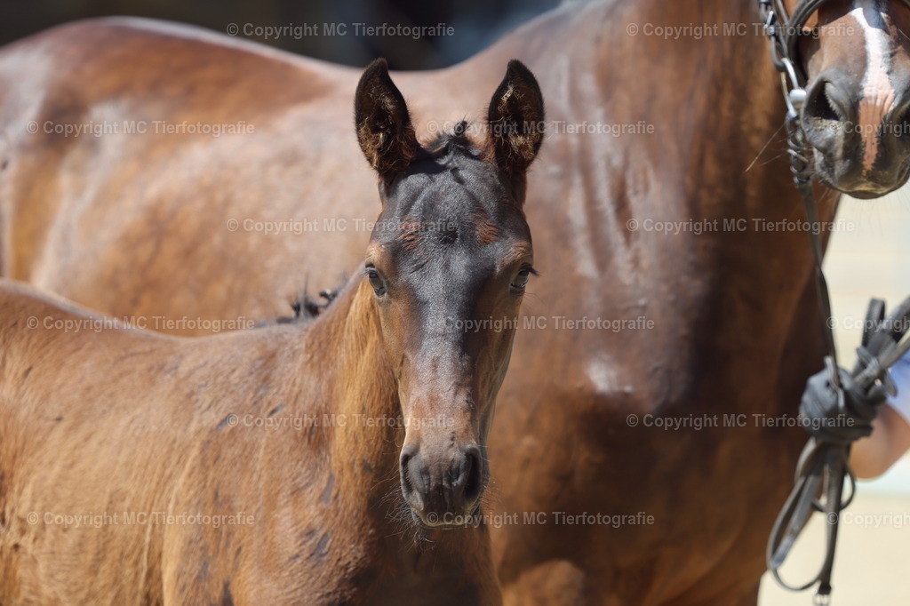 FohlenFotot.Warendorf20.06.26MCTierf.9C8A9634B | Pferdefotos online bestellen - Realisiert mit Pictrs.com