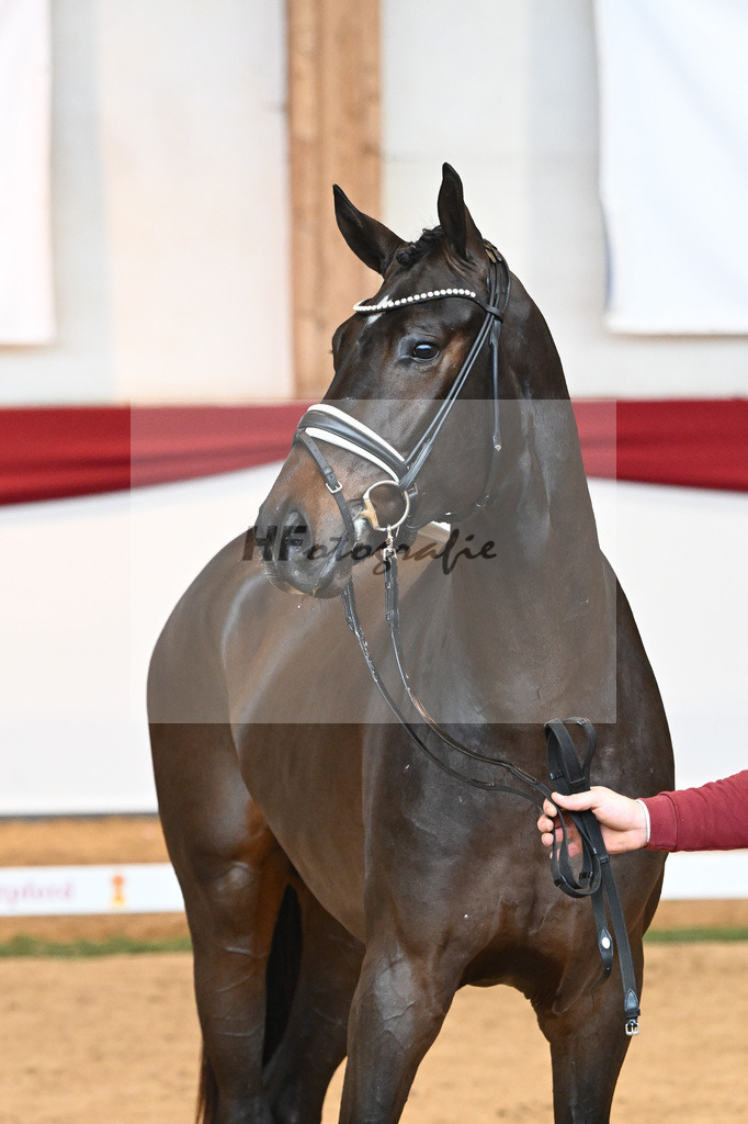 Kat-Nr. 51 Va Bene x Dante Weltino_Bergmann_43230713 | hf-fotografie - Realisiert mit Pictrs.com