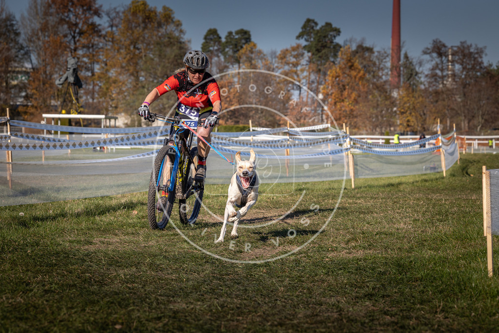CaniXpix_0L8A6480 | Hundefotografie, Tierfotograf, Pfotenfotografie, Fotoshooting Hund, Hunde Portrait, Hundesport, Hundeportraits, Heideshooting, Hunde, Sportfotograf, Hundefotograf, Turnierhundsport, THS,  - Realisiert mit Pictrs.com