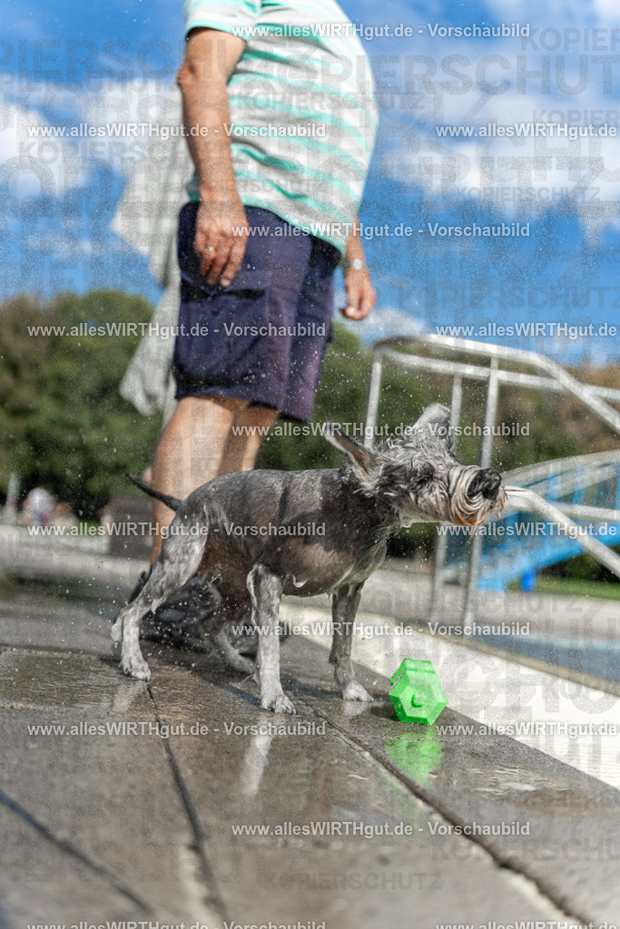 Hundeschwimmen_Volksbad_2026-allesWIRTHgut_Tierfotografie-2609061519-7R501437 | Professionelle Tierfotografie in Mönchengladbach von Daniel Wirth (allesWIRTHgut). Liebevolle & natürliche Bilder von Hunden & Katzen für unvergessliche Erinnerungen.