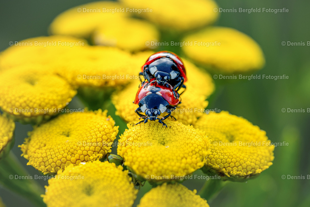 Marienkäfer auf gelber Blüte | Entdecken Sie Natur, Makro und Tierfotografie von Dennis Bergfeld.Besondere Momente und Details der Natur, hochwertig als Foto und Wandbild erhältlich. - Realisiert mit Pictrs.com