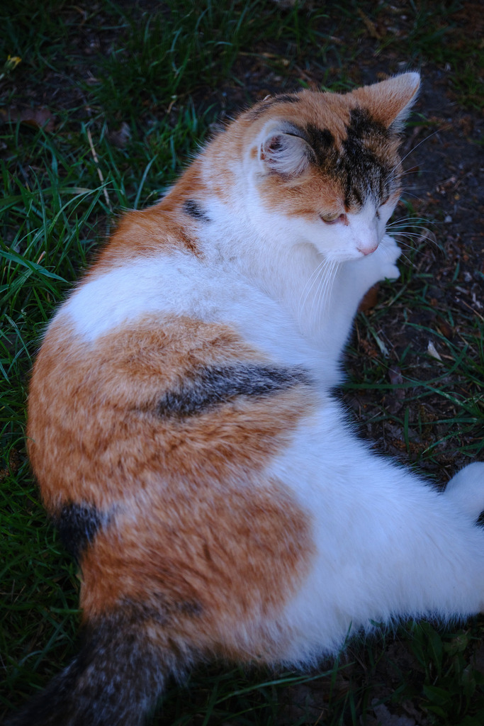 Liegende Katze mit farbigem Fell | Austria - April 19, 2025: liegende Katze mit farbigem Fell. - Realisiert mit Pictrs.com