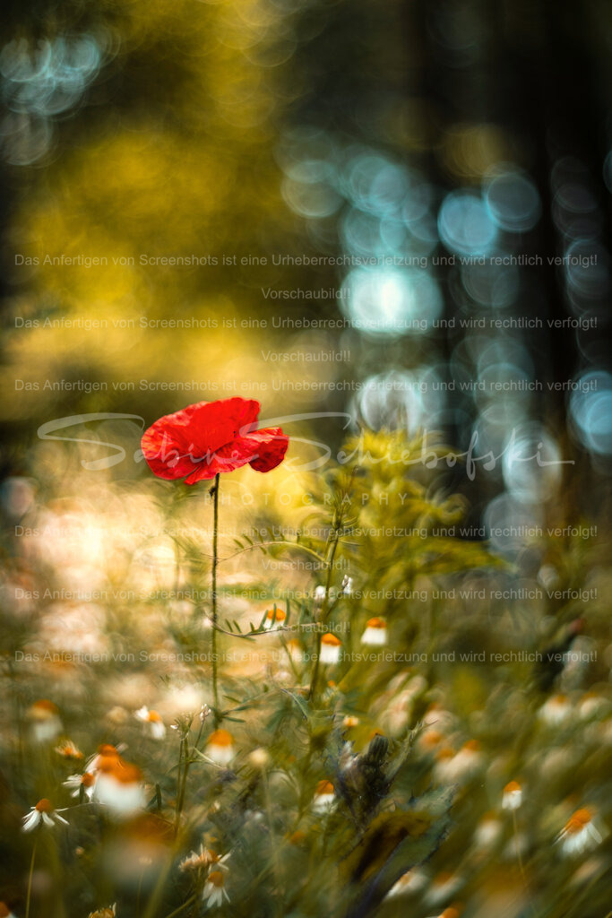 Mohn_2025_06_11_DSCF4895 | People- und Tierfotografie, Imageaufnahmen, Veranstaltungsfotografie und Wandbilder aus der Natur ★ Made in Germany ✔️ Druck + Downloads ✔️ Naturfotografie in Top Qualität ★ schneller Versand, weltweite Lieferung! - Realisiert mit Pictrs.com