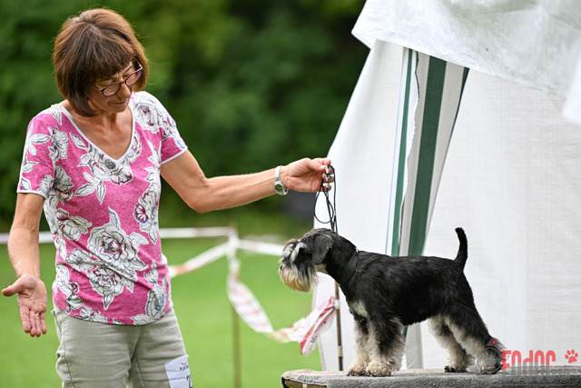 Ausstellung des Pinscher Schnauzer-Klub | Ausstellung des Pinscher-Schnauzer-Klub, OG München in Gröbenzell 30.07.2023 Foto: Leo Wyden