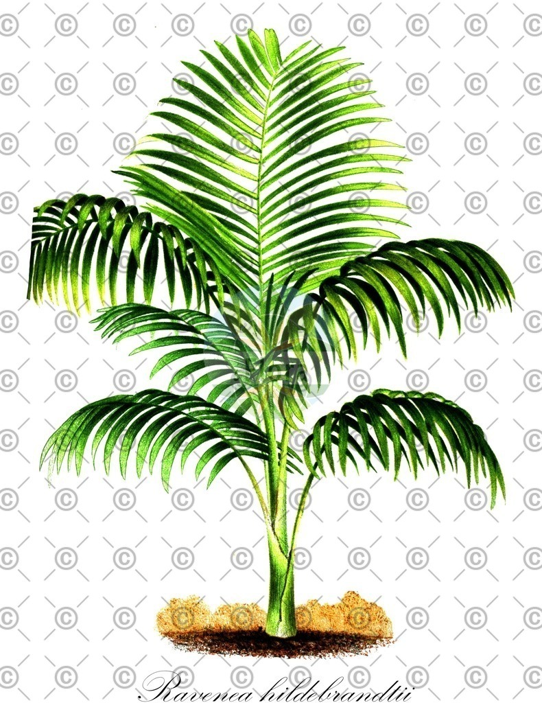 HistAbb_wfo-0000463615_1_ENZY_Simple | Historische Abbildung von Ravenea hildebrandtii - Arecaceae | Historical Illustration of Ravenea hildebrandtii - Arecaceae