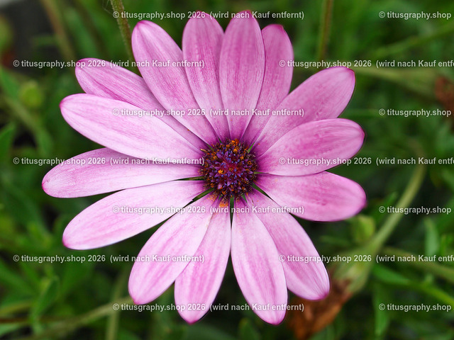 titusgraphy-P6100543_var-172 | Fotokunstarbeit aus der INSTAGRAM-Gallerie auf titusgraphy.eu - Realisiert mit Pictrs.com